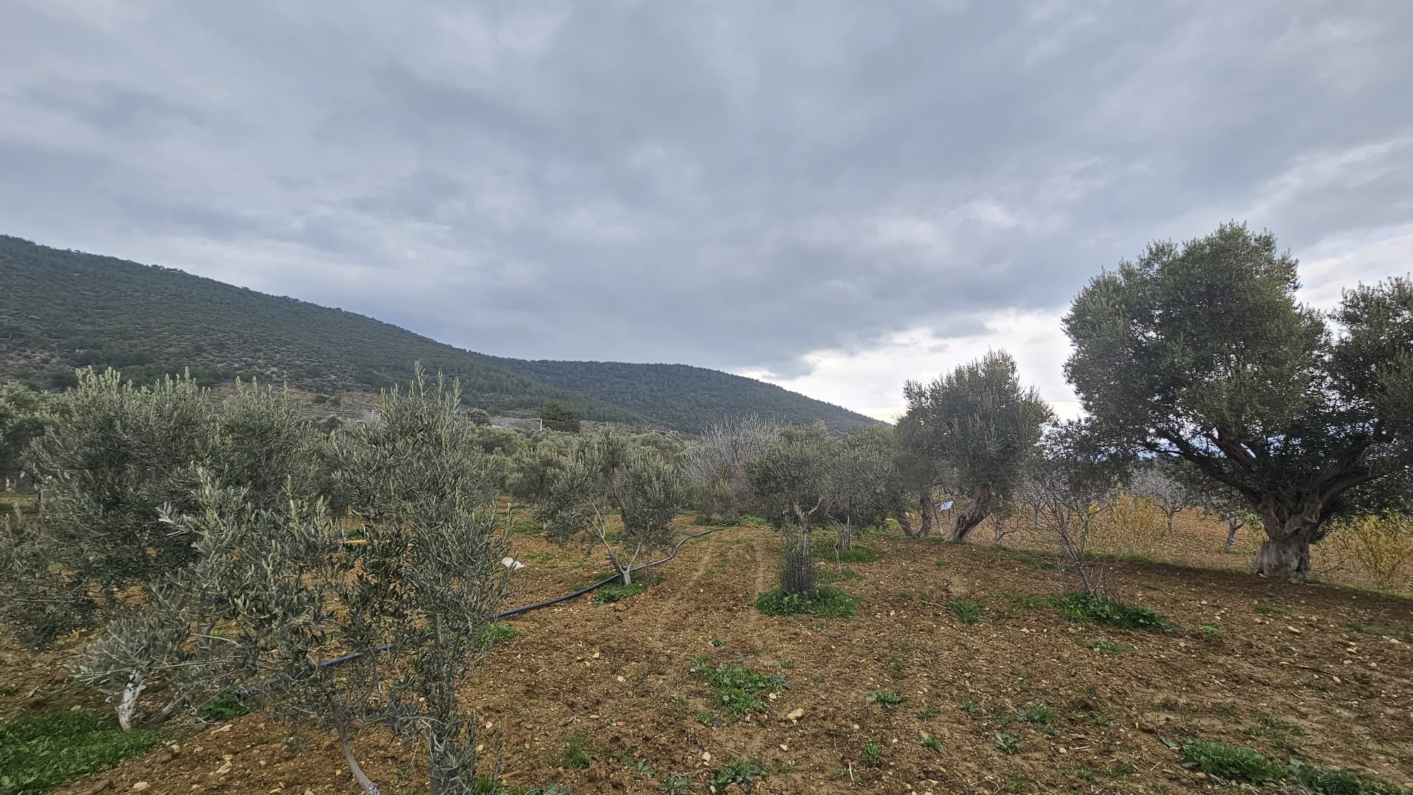 İZMİR TORBALI DAĞKIZILCA ZEYTİNKÖY 6200M2 SATILIK ZETİNLİ TARLA 6,200,000TL.