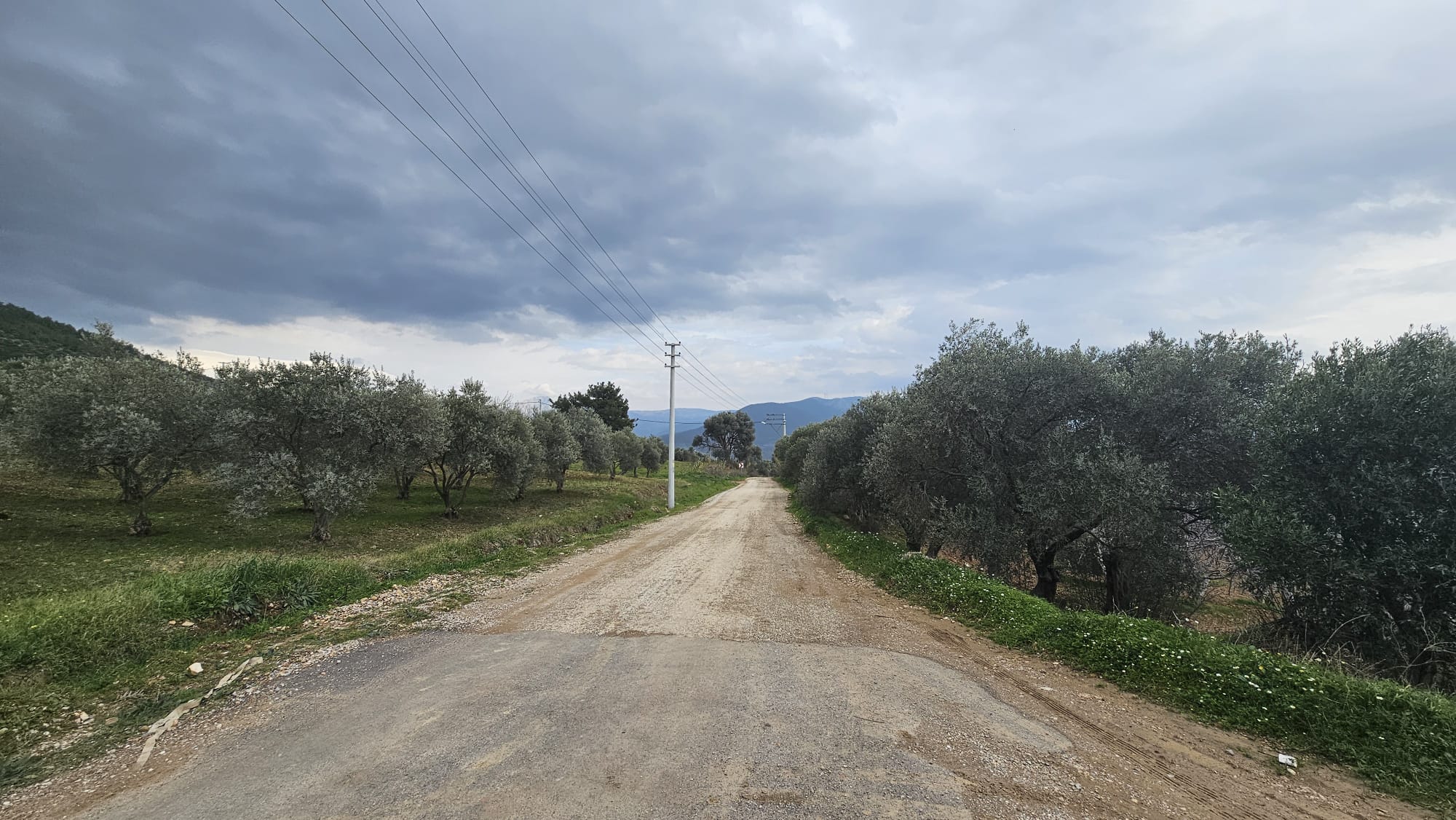 İZMİR TORBALI DAĞKIZILCA ZEYTİNKÖY 6200M2 SATILIK ZETİNLİ TARLA 6,200,000TL.