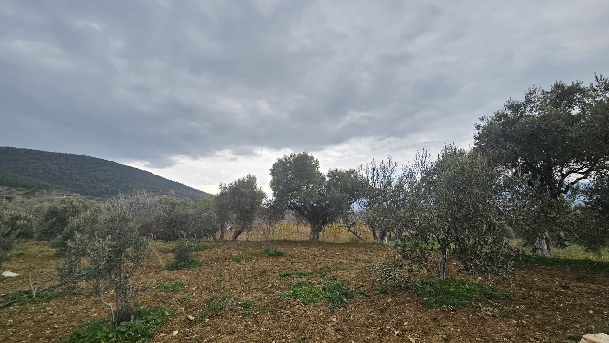 İZMİR TORBALI DAĞKIZILCA ZEYTİNKÖY 6200M2 SATILIK ZETİNLİ TARLA 6,200,000TL.