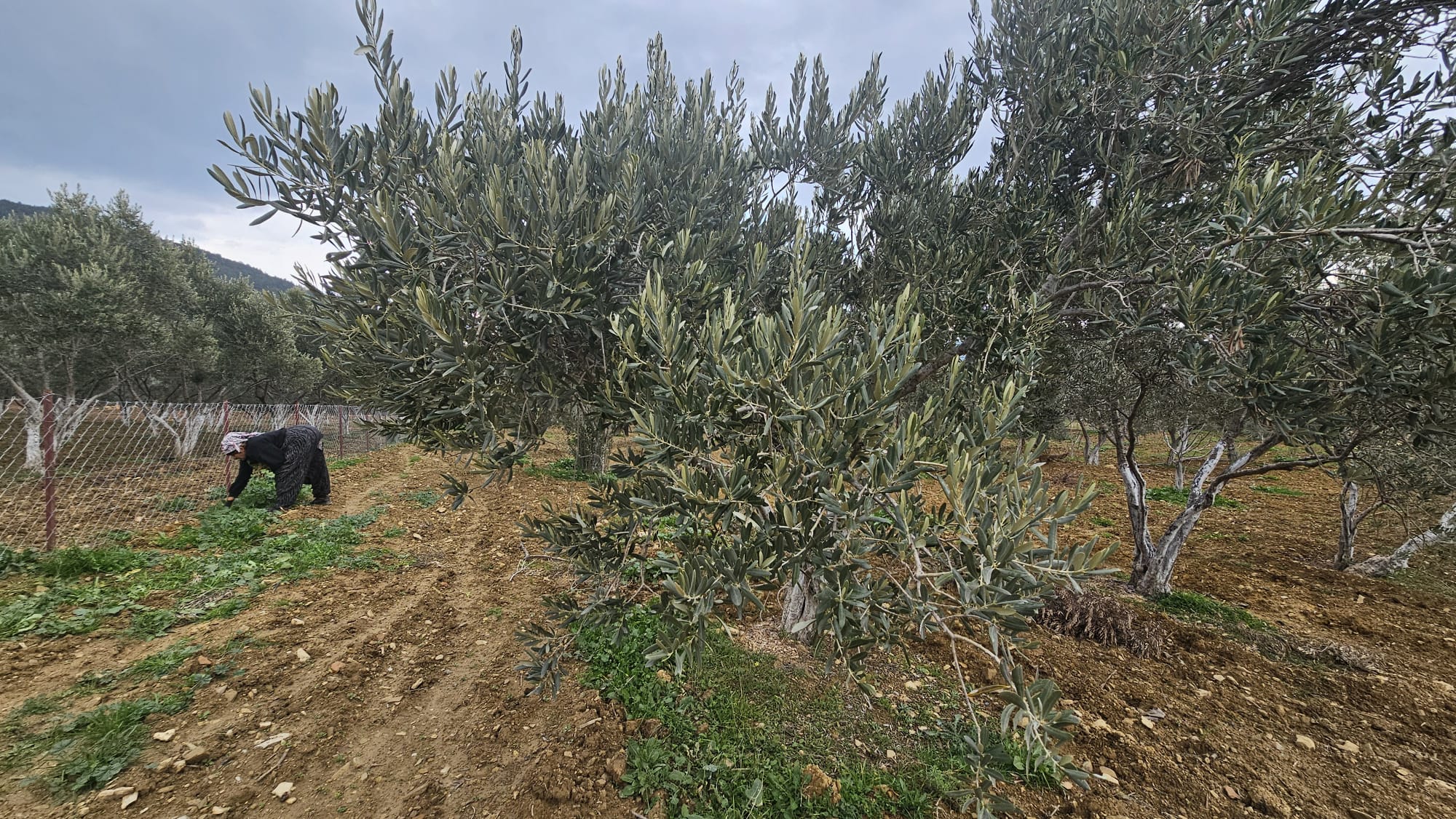 İZMİR TORBALI DAĞKIZILCA ZEYTİNKÖY 6200M2 SATILIK ZETİNLİ TARLA 6,200,000TL.