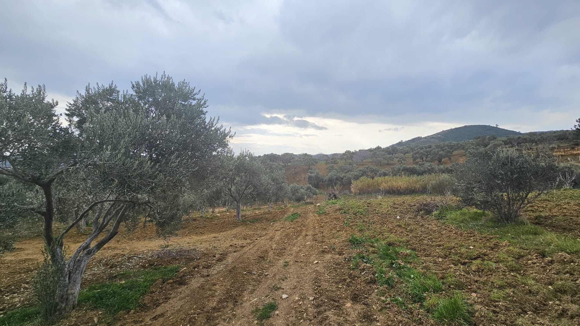 İZMİR TORBALI DAĞKIZILCA ZEYTİNKÖY 6200M2 SATILIK ZETİNLİ TARLA 6,200,000TL.