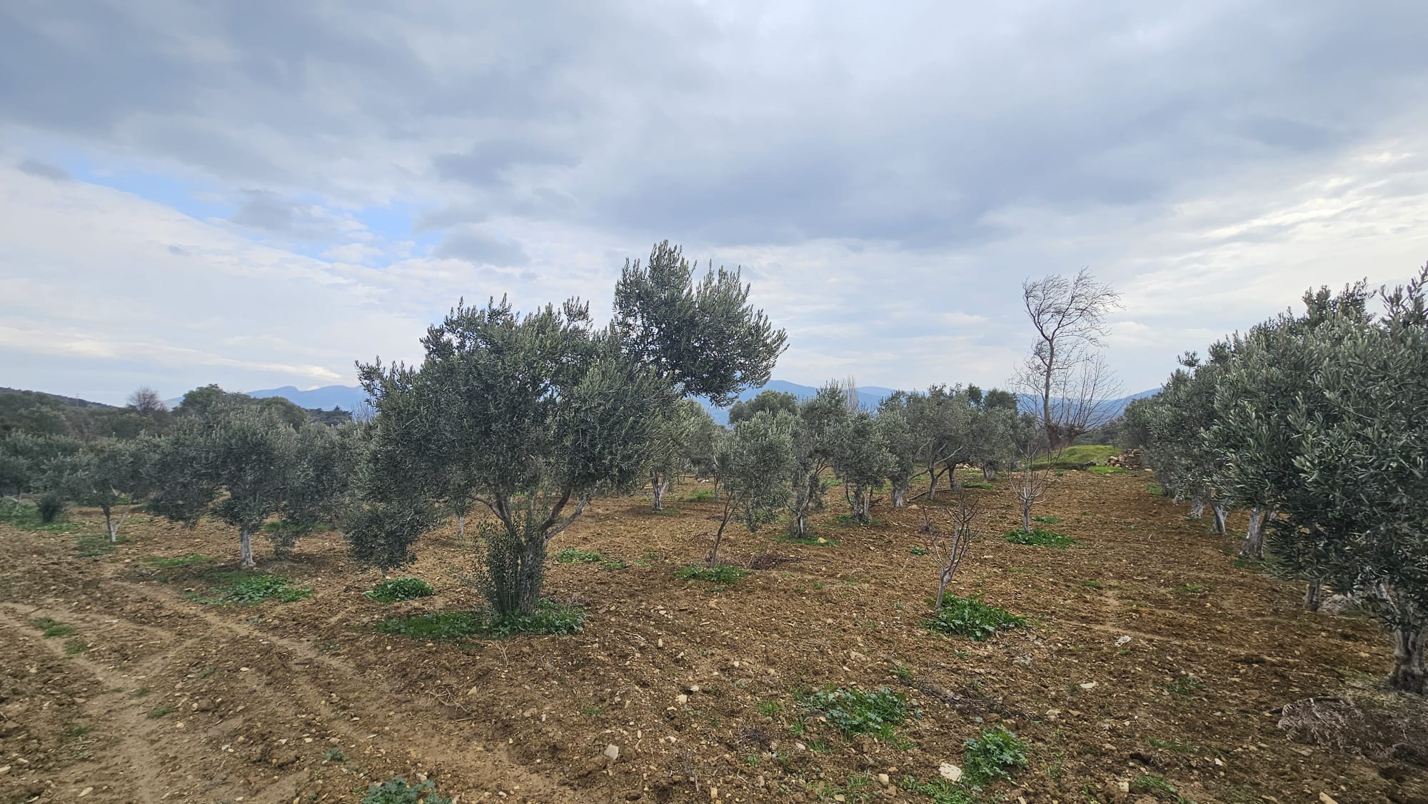 İZMİR TORBALI DAĞKIZILCA ZEYTİNKÖY 6200M2 SATILIK ZETİNLİ TARLA 6,200,000TL.