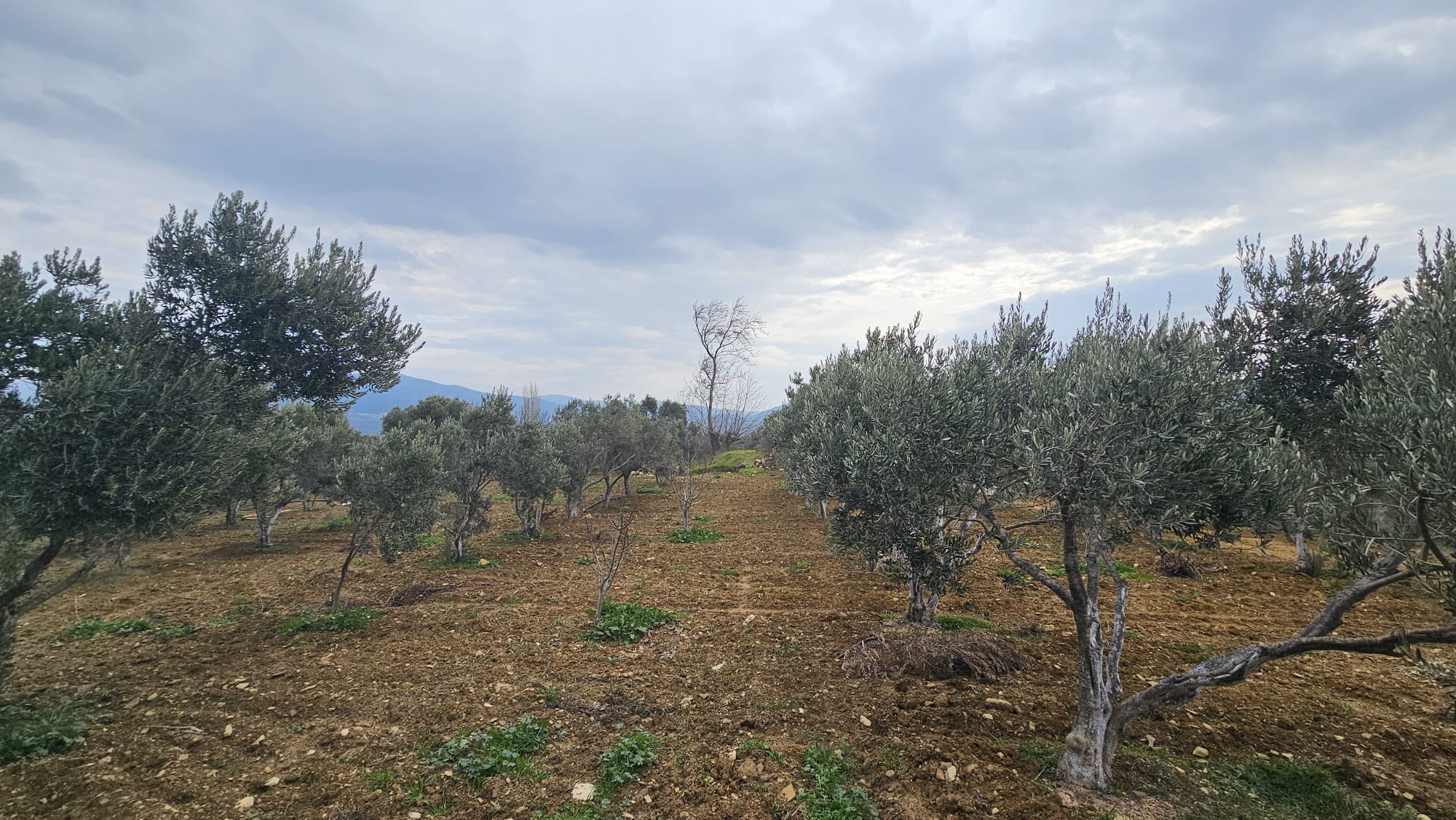 İZMİR TORBALI DAĞKIZILCA ZEYTİNKÖY 6200M2 SATILIK ZETİNLİ TARLA 6,200,000TL.