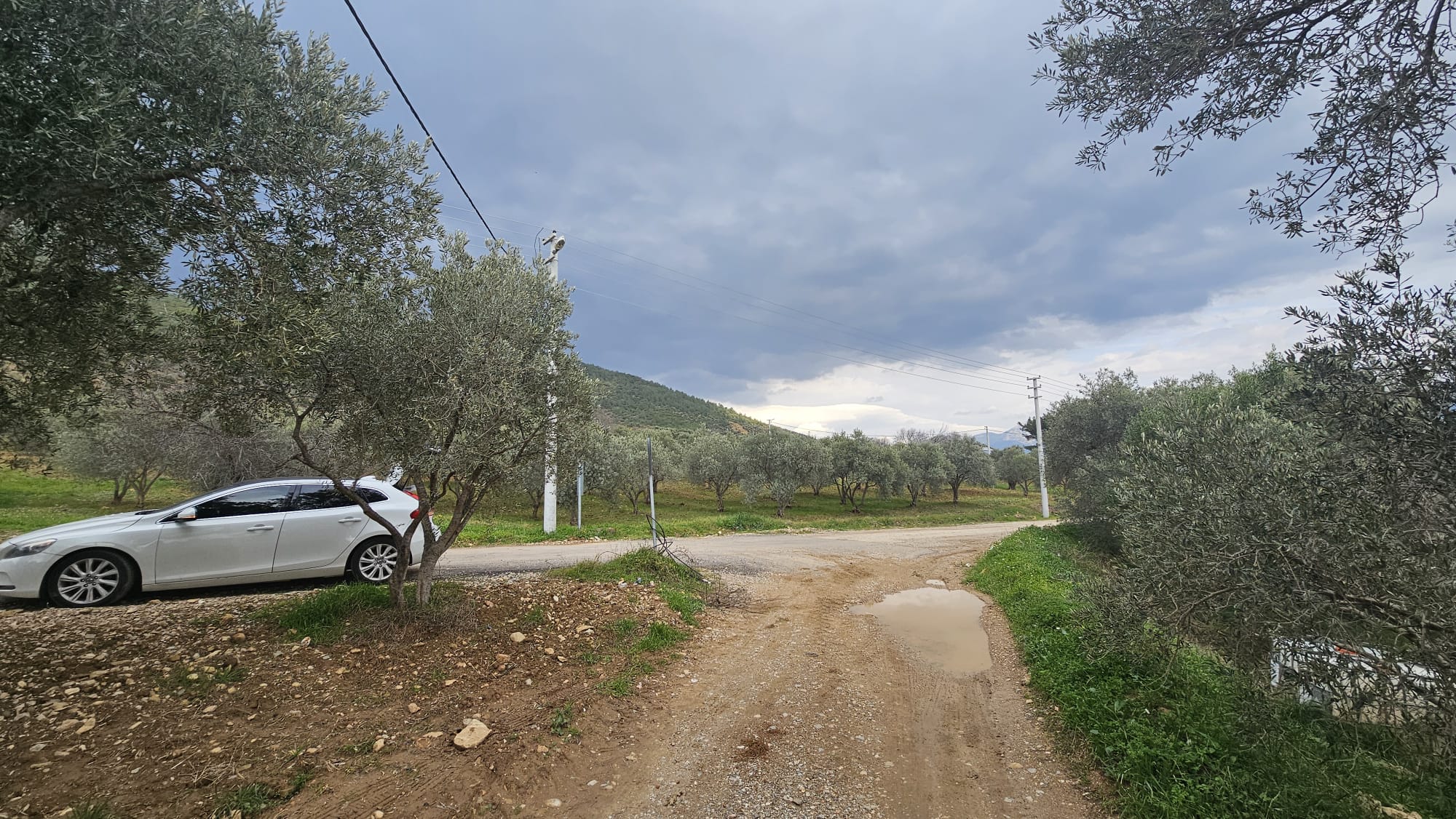 İZMİR TORBALI DAĞKIZILCA ZEYTİNKÖY 6200M2 SATILIK ZETİNLİ TARLA 6,200,000TL.