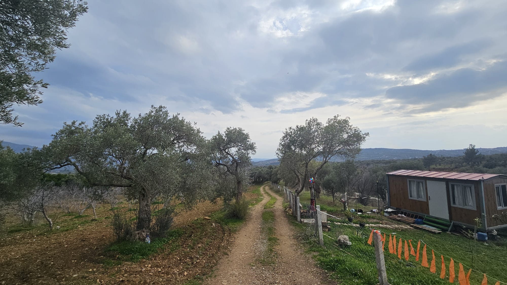 İZMİR TORBALI DAĞKIZILCA ZEYTİNKÖY 6200M2 SATILIK ZETİNLİ TARLA 6,200,000TL.