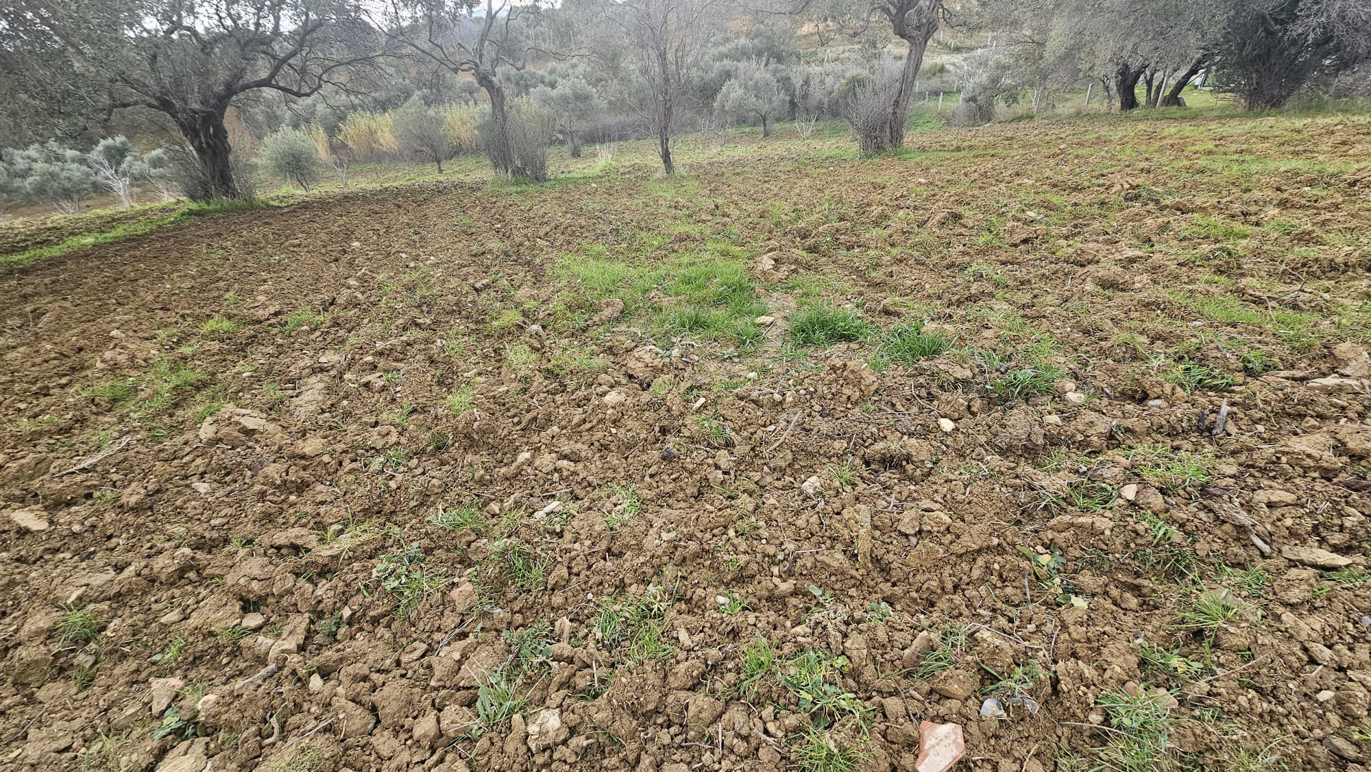 İZMİR TORBALI DAĞKIZILCA ZEYTİNKÖY 6200M2 SATILIK ZETİNLİ TARLA 6,200,000TL.