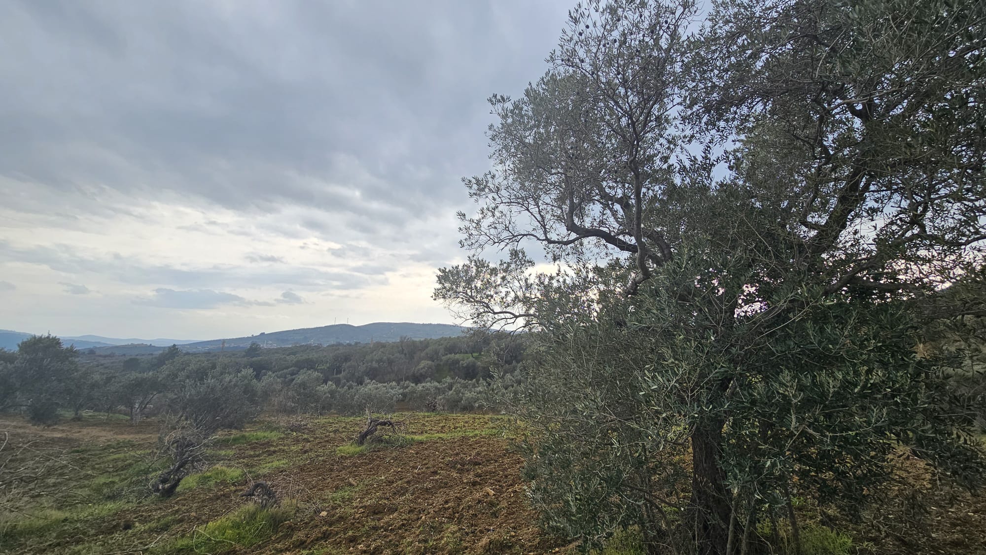 İZMİR TORBALI DAĞKIZILCA ZEYTİNKÖY 6200M2 SATILIK ZETİNLİ TARLA 6,200,000TL.