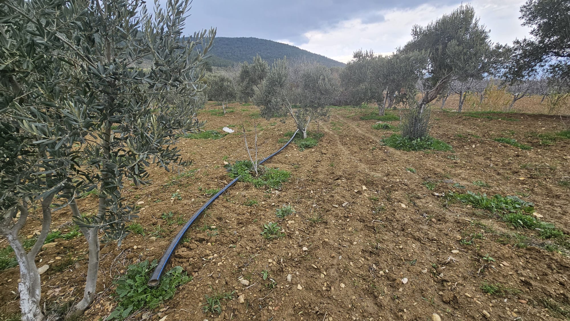 İZMİR TORBALI DAĞKIZILCA ZEYTİNKÖY 6200M2 SATILIK ZETİNLİ TARLA 6,200,000TL.