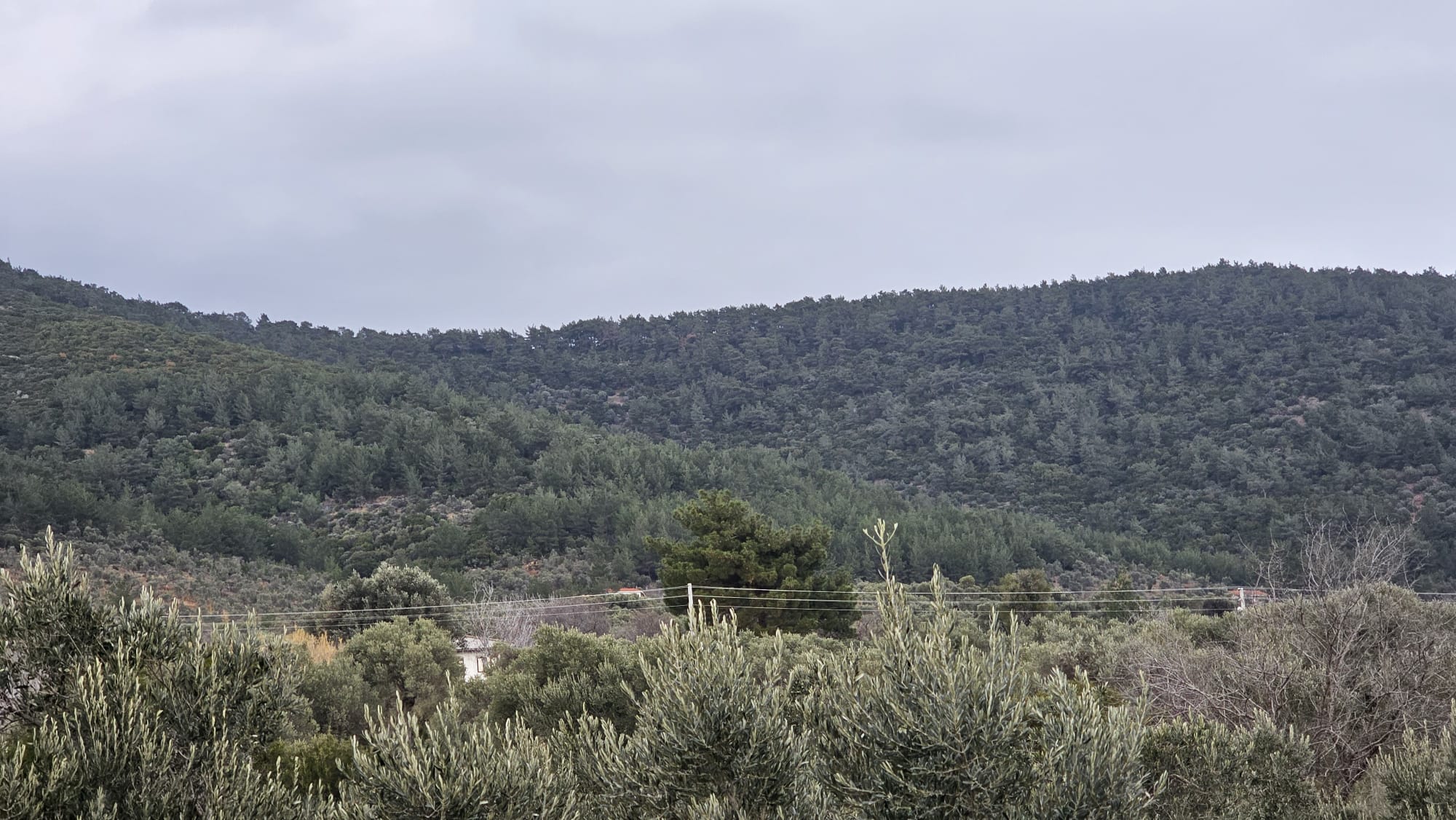 İZMİR TORBALI DAĞKIZILCA ZEYTİNKÖY 6200M2 SATILIK ZETİNLİ TARLA 6,200,000TL.