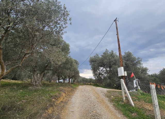 İZMİR TORBALI DAĞKIZILCA ZEYTİNKÖY 6200M2 SATILIK ZETİNLİ TARLA 6,200,000TL.